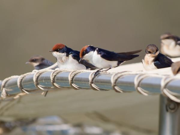 <h3><a href="/trips/safari/biota/animalia/chordata/aves/040 passeriformes/075 hirundinidae/hirundo smithii/hirundo smithii-en.html">Hirundo&nbsp;smithii</a> / Wire‑tailed&nbsp;swallow / Roodkruinzwaluw</h3>OM-1 Mark II with OLYMPUS M.150-400mm F4.5, 1/2000 sec at F4.5, ISO 500, distance 22.2&nbsp;m
